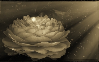 C. 2015-17 The House of NyghtFalcon. All Rights Reserved.