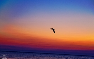 C. 2010-17 The House of NyghtFalcon. All Rights Reserved.